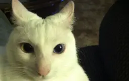 roblox bedwars kit tier list