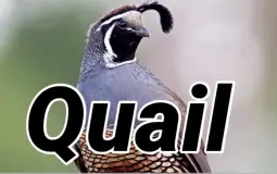The Quails