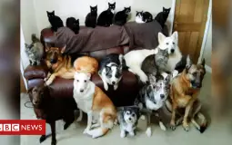 Tier Ranking Our Friends' Pets