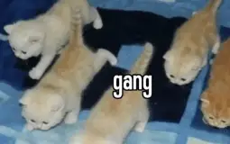 floppa member tier list