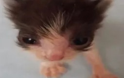 holidaycord tierlist