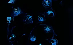 Ori Skills, Abilities, and Weapons