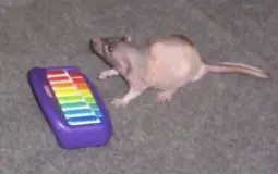 Communism Server Tier List