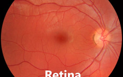 Ophthalmology Specialties