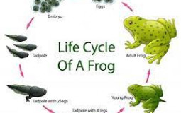 baldy's Top 15 Strongest Pokemon