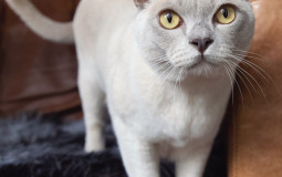 Cat Colour/Pattern Tier List