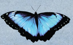 butterfly boy productions