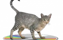 Characters Do Challenges and Things