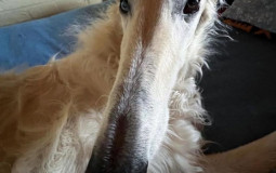 שמות פרטיים ושמות משפחה של ילדים באודיסאה