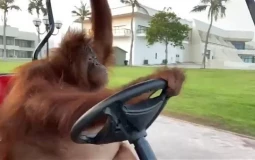 Zwierzęta prowadzące samochód