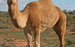 Meats tier list (in process)