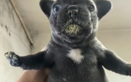 Hood Fighting Tierlist