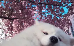 my waifuuuu tier lisssst