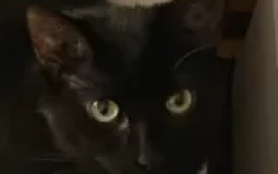 SkySMP PVPER Tier List