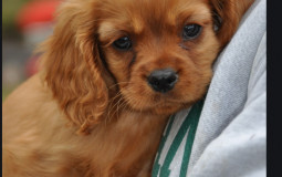 Rodeca’s secret pet tier list