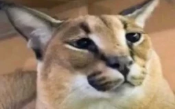 bill's friends tier list