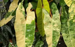 Czy te rośliny są tego warte?