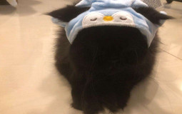 los guapos del server