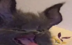 rating some genshin characters based on how much i simp for them