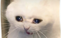 Pusheeeen tiers list