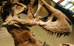 Best palaeontologists