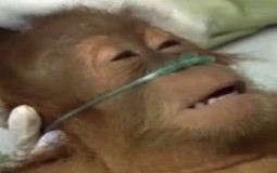 Top 15 stronk klasei