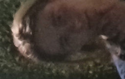 callums dnd character sanity tier list