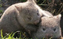 New trends tier list