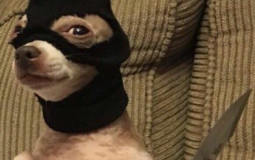 Le Staff de Zey Piece