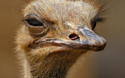 Dar el 100% power level