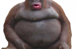 Dragon ball power levels