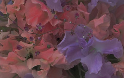 Haikyuu chatacters siblings