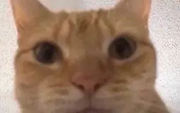 Cat meme Powerscale.