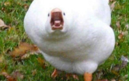 School class ranking