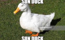Duck Images Tier List