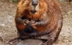 Animals beat in a fight