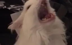 Fall Guys Minigame (Season 1)