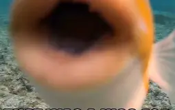 😪