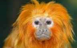 os nygga da minha sala