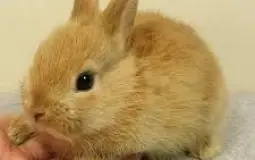 SS discord char names