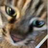 adèle Avatar