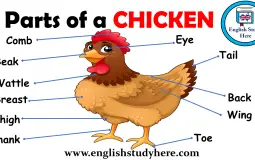 Chicken body parts