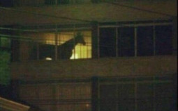 Usui House OCs