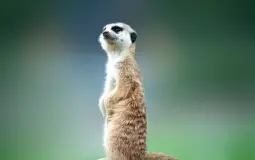 how buss are these fast foods?