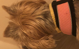 Social media tier liat