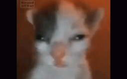 Smartest Bozos in the party