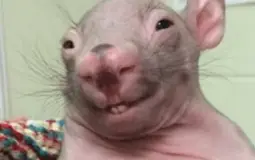 dino tier list (epic edition)