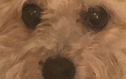 the feral furry list