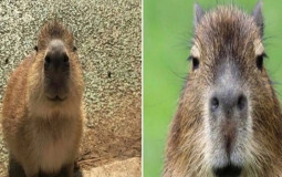 Gaming gamer gaming in game