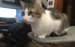 CAT Software
